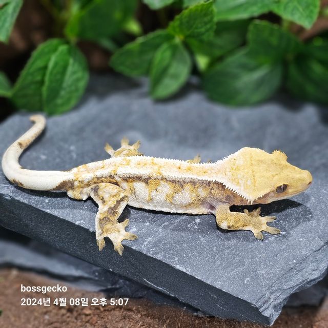 트라이
