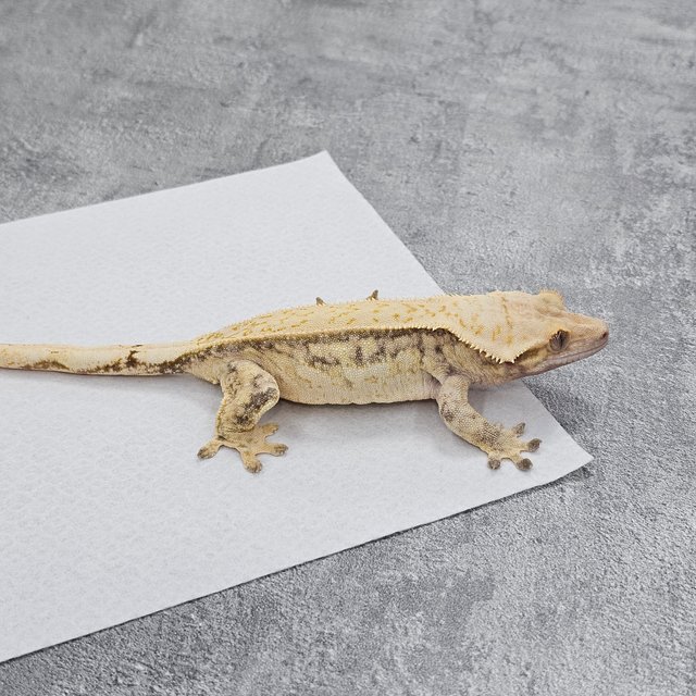 Normal Quad Drippy White Spot