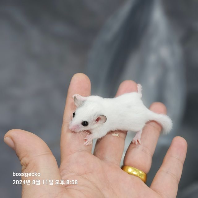 루시스틱