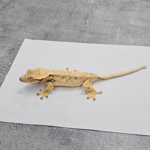 Normal White Spot Quad Drippy