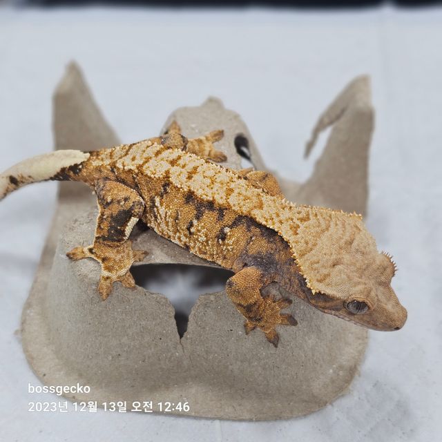 노멀 트라이 바브