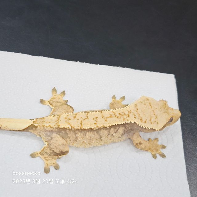 익스트림할리퀸