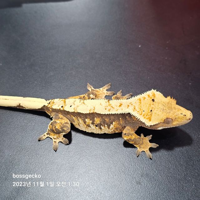 트라이