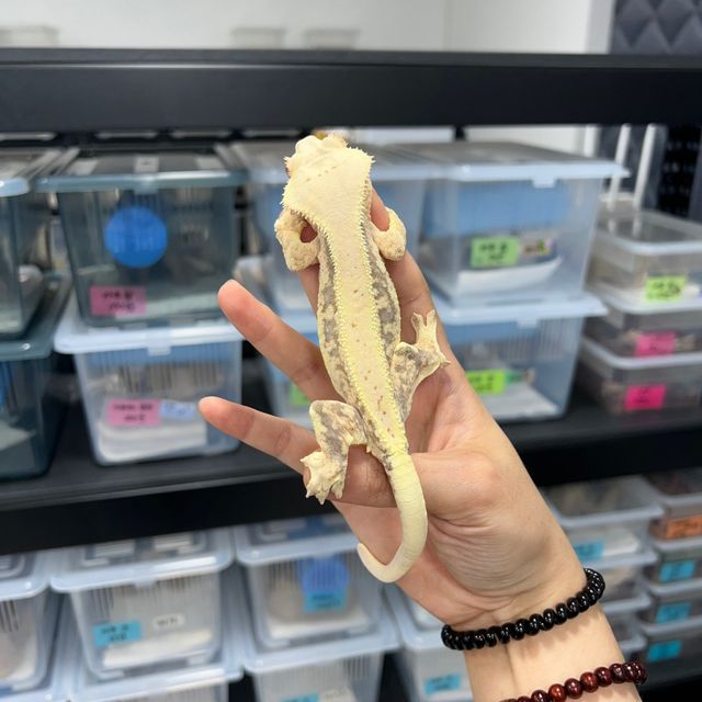릴리화이트