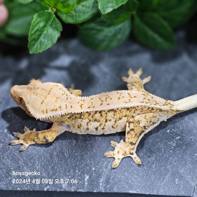 트라이