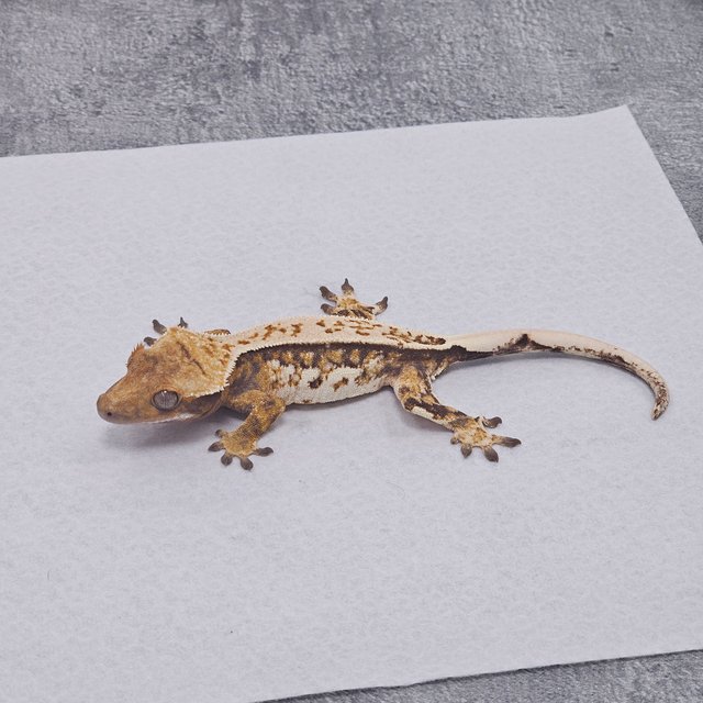 노멀 핀스트라이프 트라이