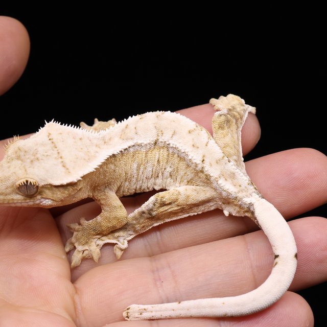 Creamsicle Normal White Spot