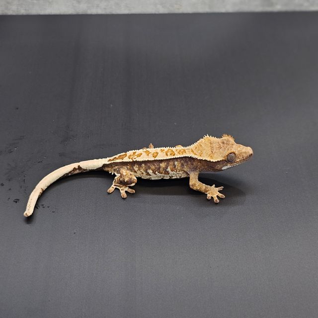 트라이