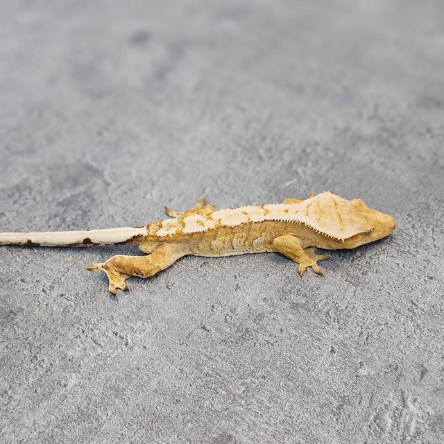 노멀 크림 크림시클
