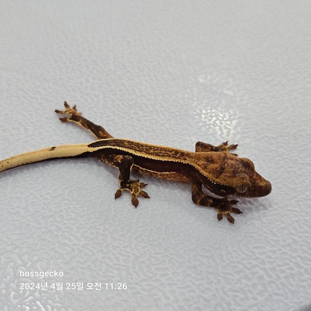엠티백 풀핀 쿼드