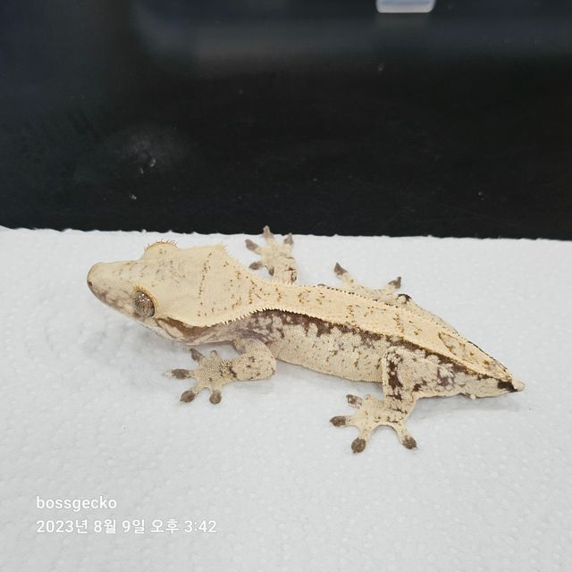 노멀 드리피 화이트스팟 화이트
