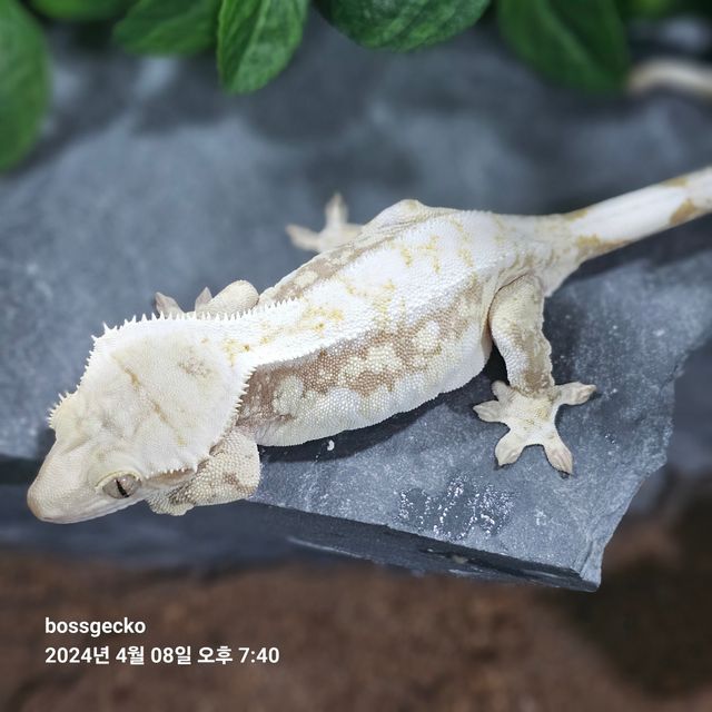 드리피