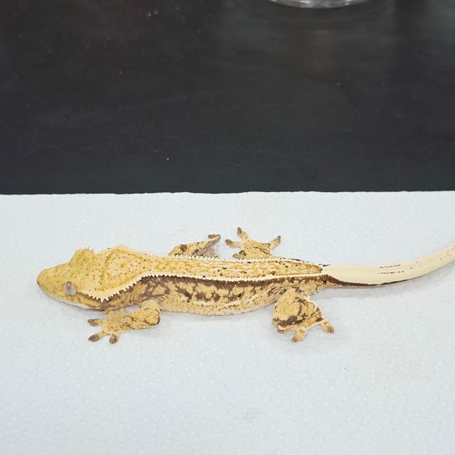 트라이