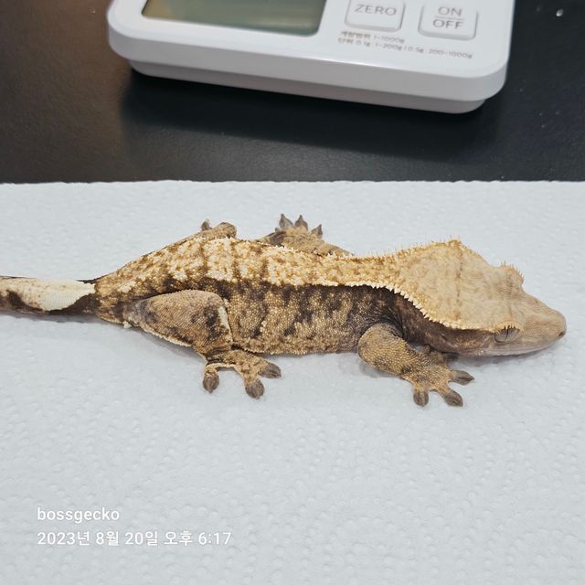 트라이