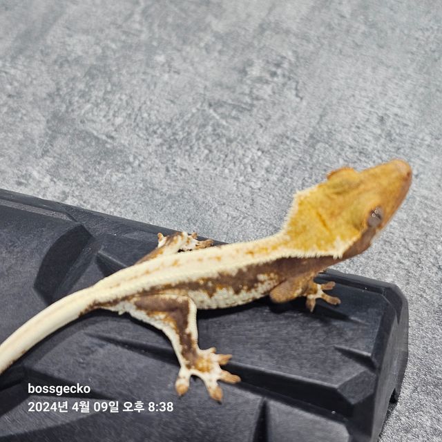 릴리화이트