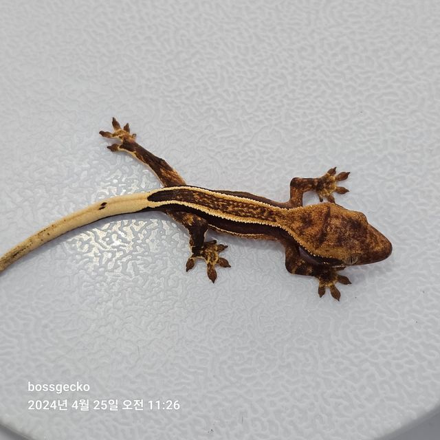 엠티백 풀핀 쿼드