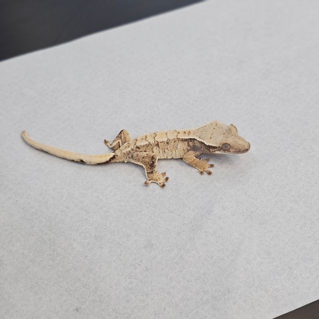트라이