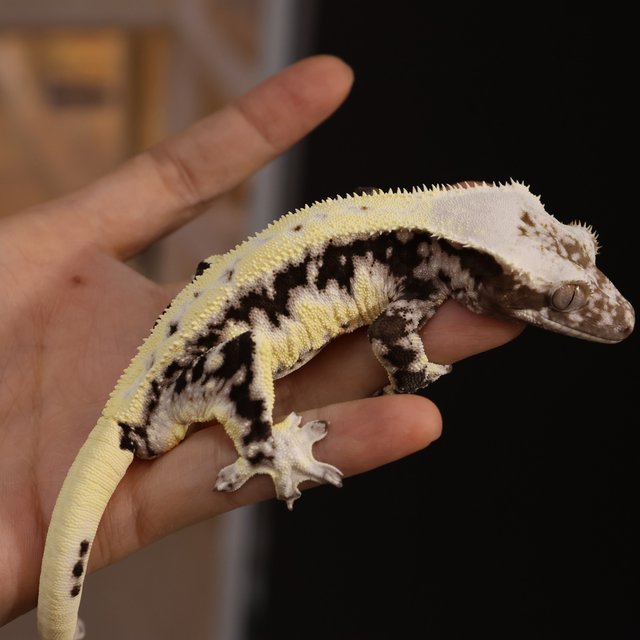 Lilly Axanthic