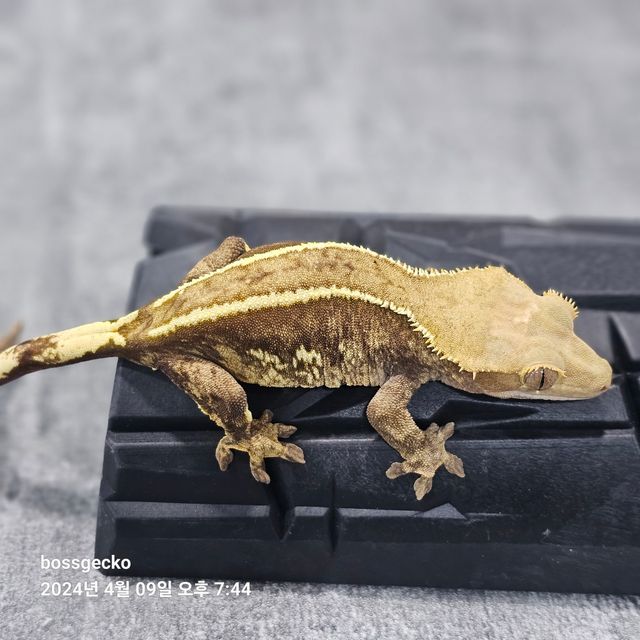 쿼드 엠티백
