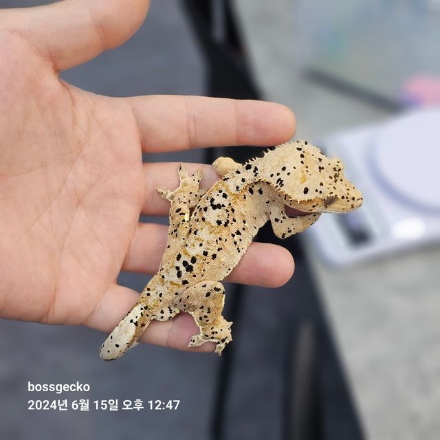 슈퍼달마시안