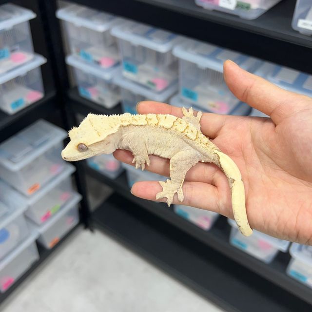 크림 옐로우