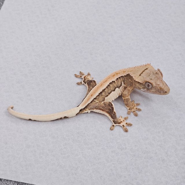 Lilly 100% Het Axanthic