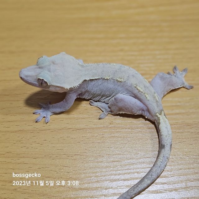 노멀