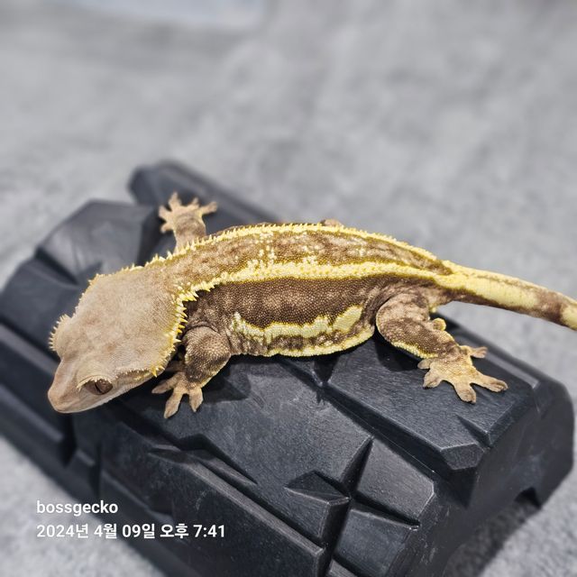 엠티백 쿼드