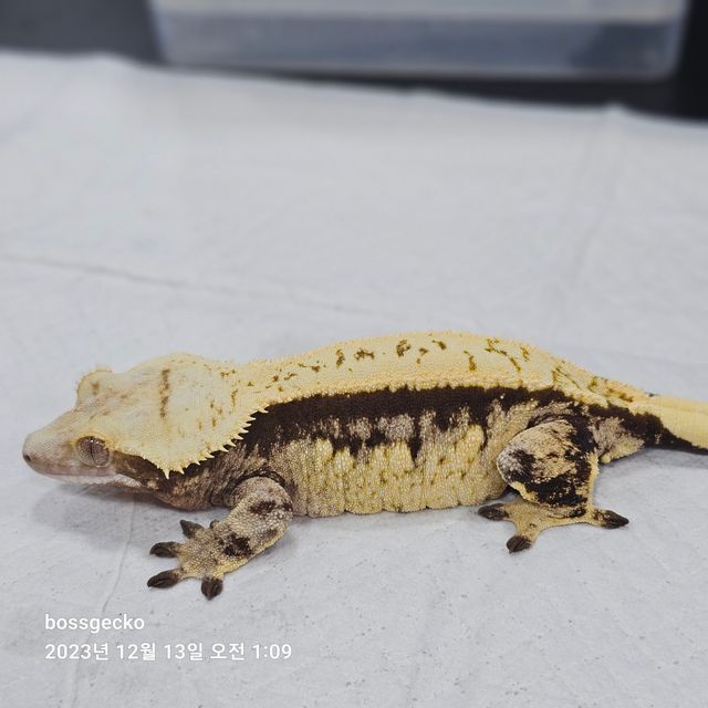 노멀