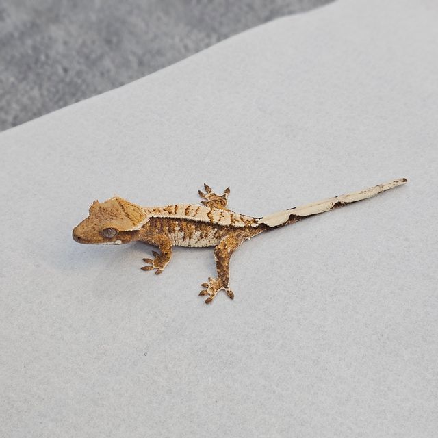 트라이