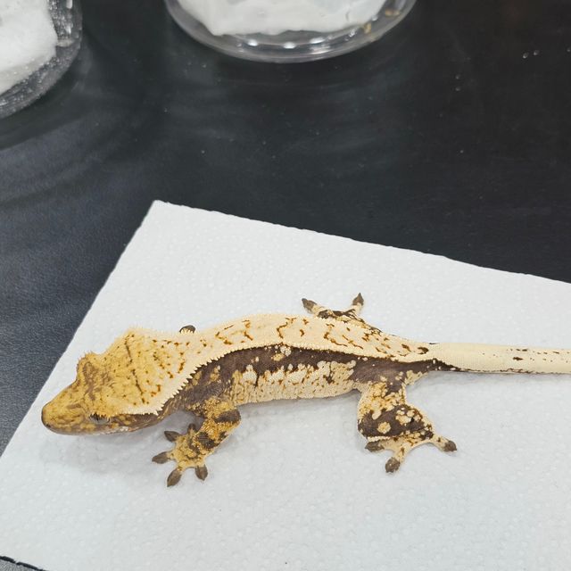 트라이
