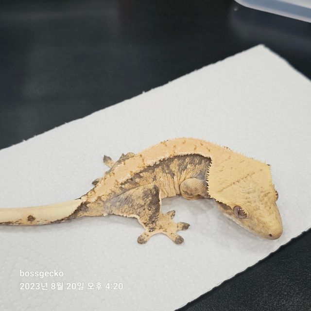 트라이 드리피