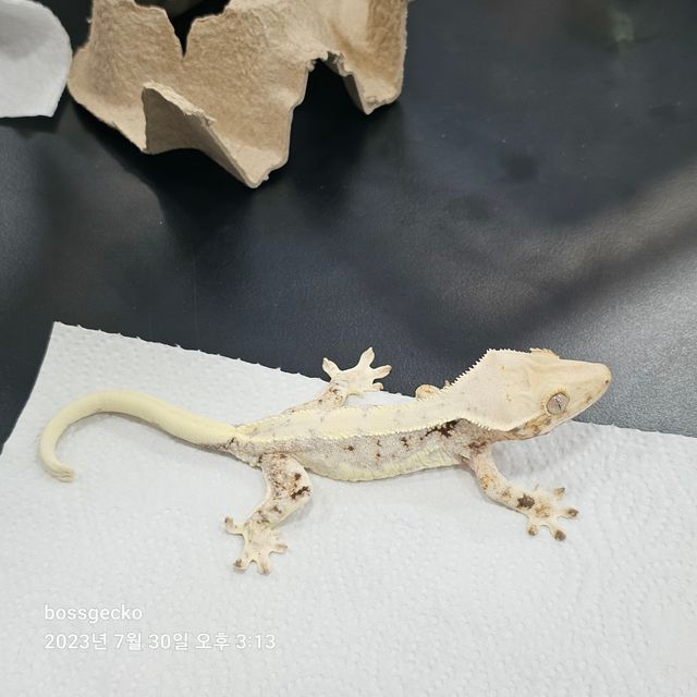 릴리화이트 트라이