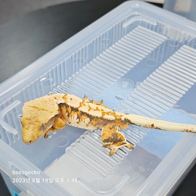 트라이