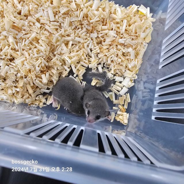 노말
