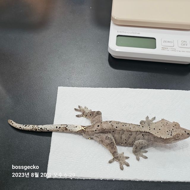 카푸치노 슈퍼달마시안