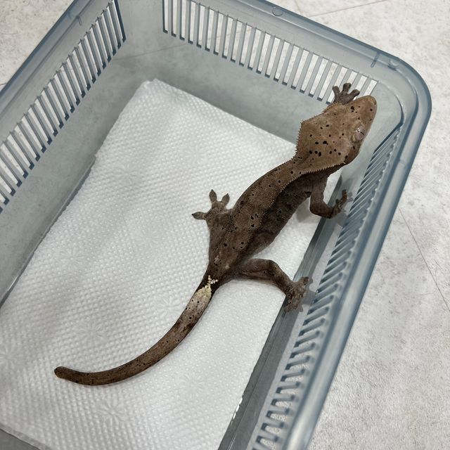 카푸치노