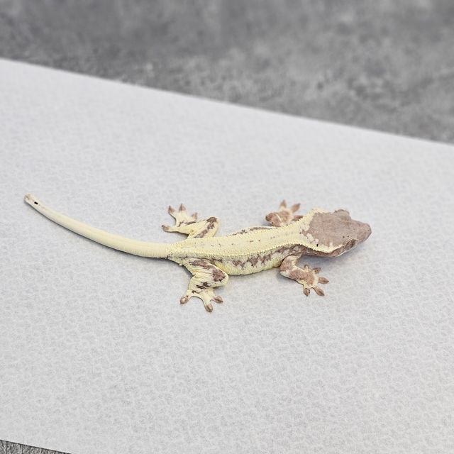 프라푸치노