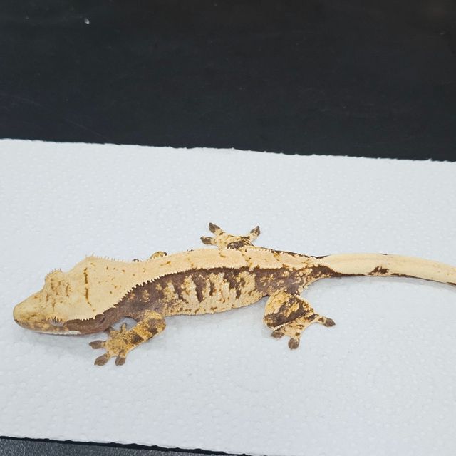 트라이