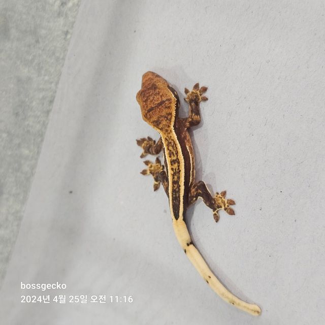 엠티백 풀핀 핀스트라이프 쿼드 슈퍼스트라이프