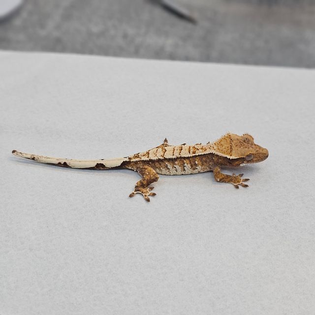 트라이