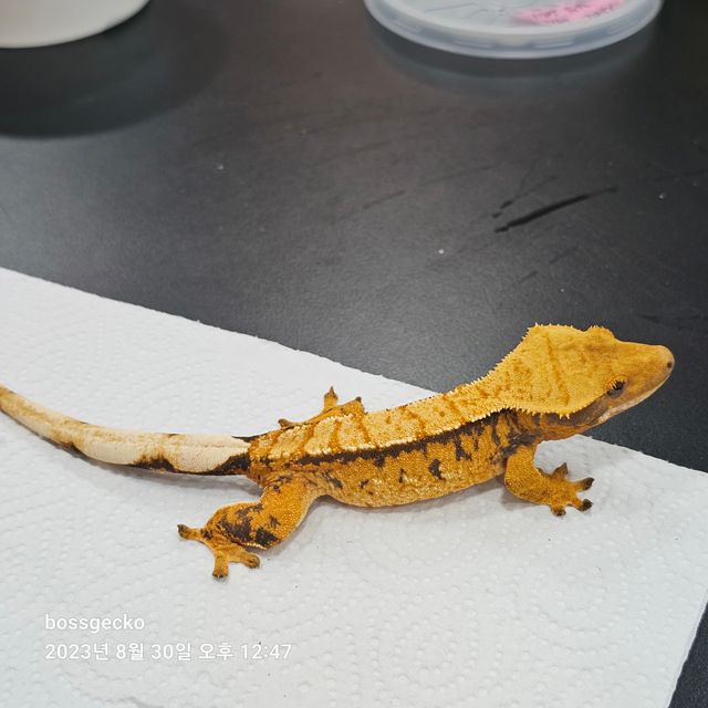 트라이 바브