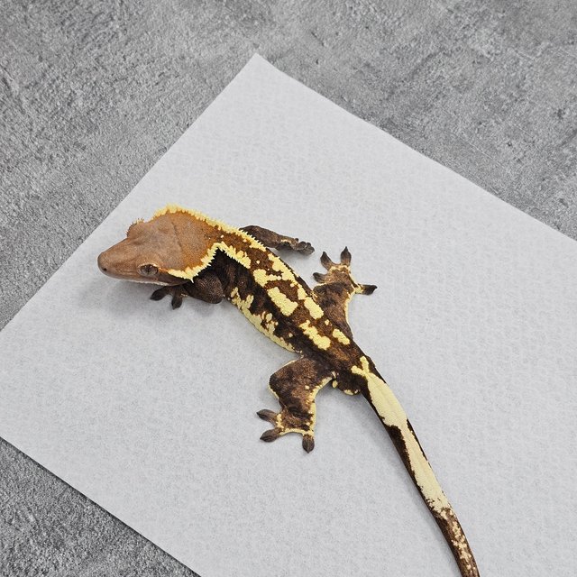 Cappuccino Pinstripe Tri