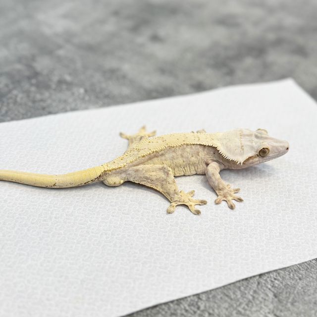 크림시클 크림 옐로우