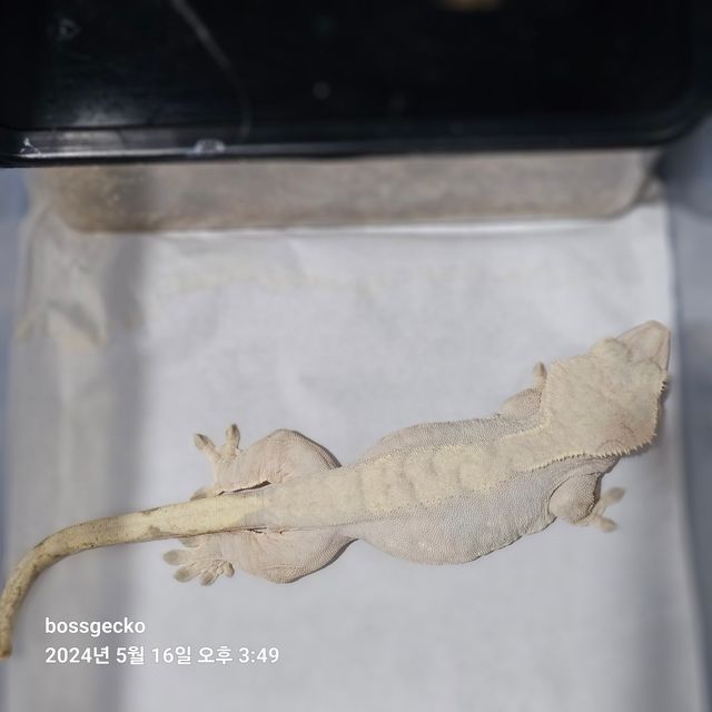 하이포