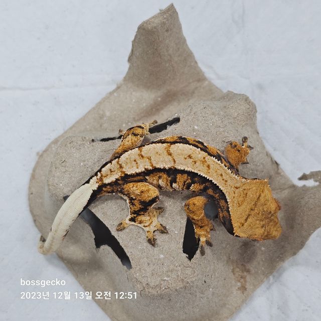 노멀 트라이 바브
