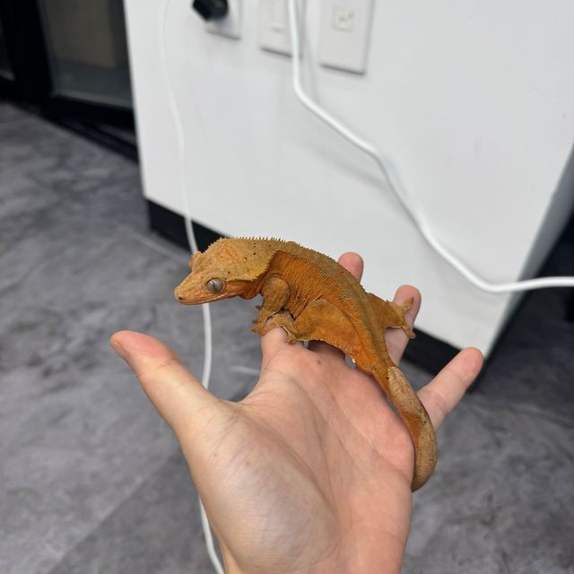 노멀 레드 바이 달마시안
