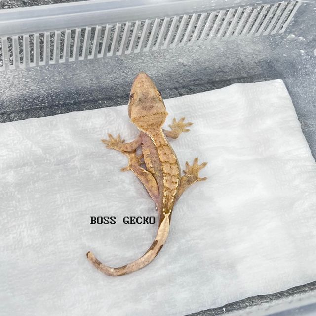 하이포