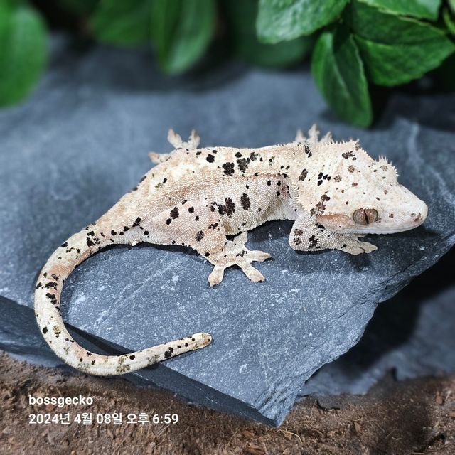 슈퍼달마시안