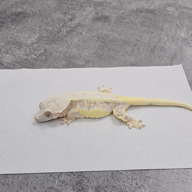 Lilly White Yellow Cream